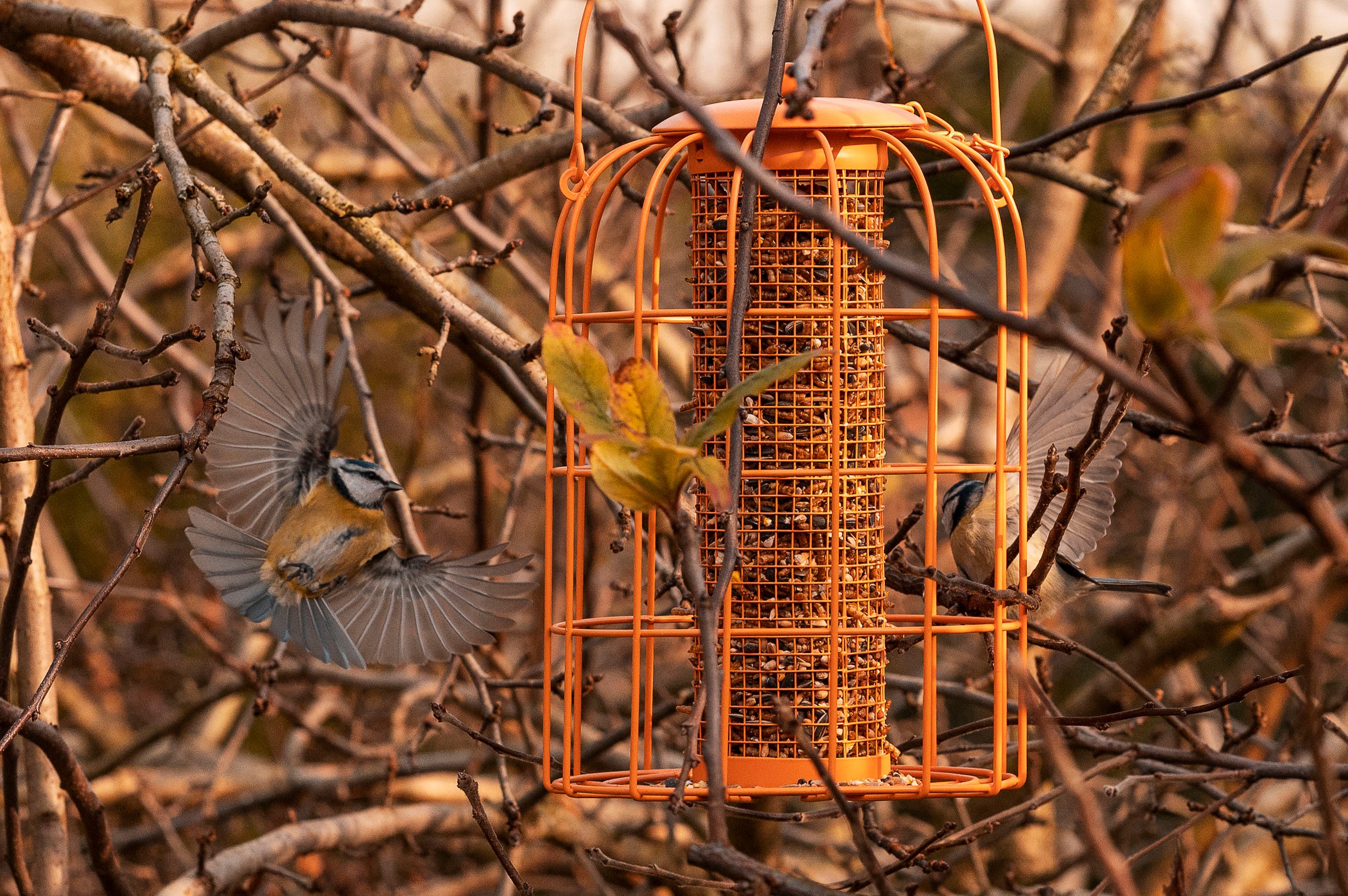 mangeoire pour oiseaux accrochée à un arbre
