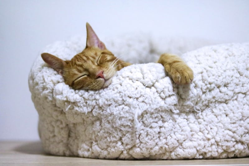 Chat-chaton-rouge-rayé-tigré-est-couché-dans-panier-blanc-doux-dort