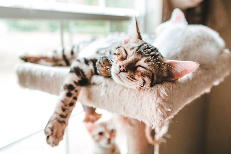 Kat-kitten-bengaal-raskat-slaapt-op-kattenkrabpaal