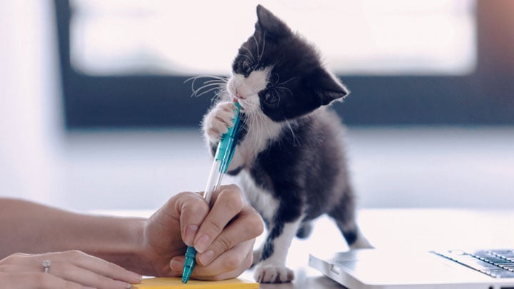 Kat-kitten-bijt-in-stylo-terwijl-baasje-schrijft-speelt