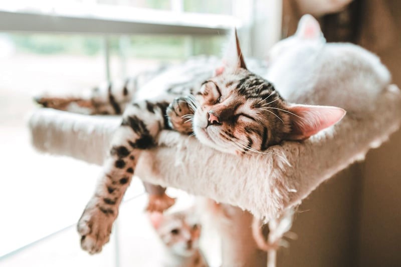 Tom&Co kat slaapt bovenaan een kattenkrabpaal