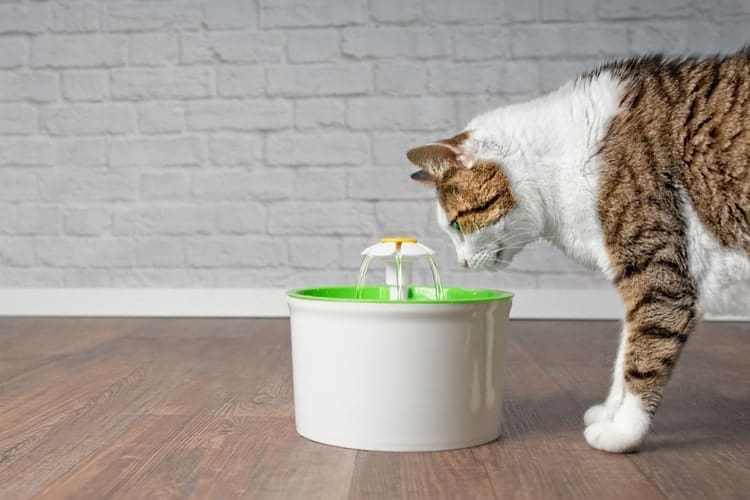 Een kat drinkt graag water van een drinkfontein.