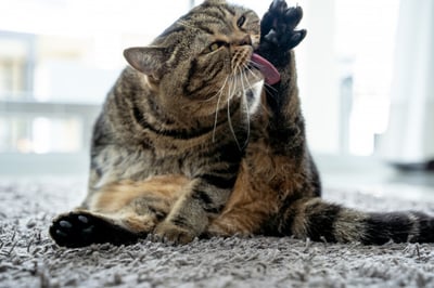 neat-cat-cat-licking-his-paw-showing-tongue_36325-1635