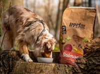 Hond-Appetite-in-het-bos-met-hondenbrokken-in-voerbak-@blinkdreams