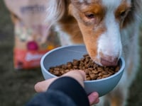 Hond-appetite-brokken-in-eetkom-blink-klein