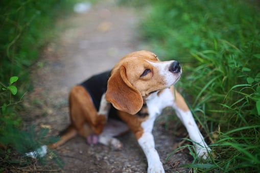 Hond-beagle-zit-buiten-en-heeft-jeuk-en-krabt-door-vlooien-of-parasieten