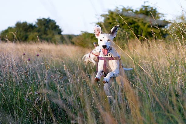 Hond-dalmatier-met-harnas-springt-buiten-in-een-veld
