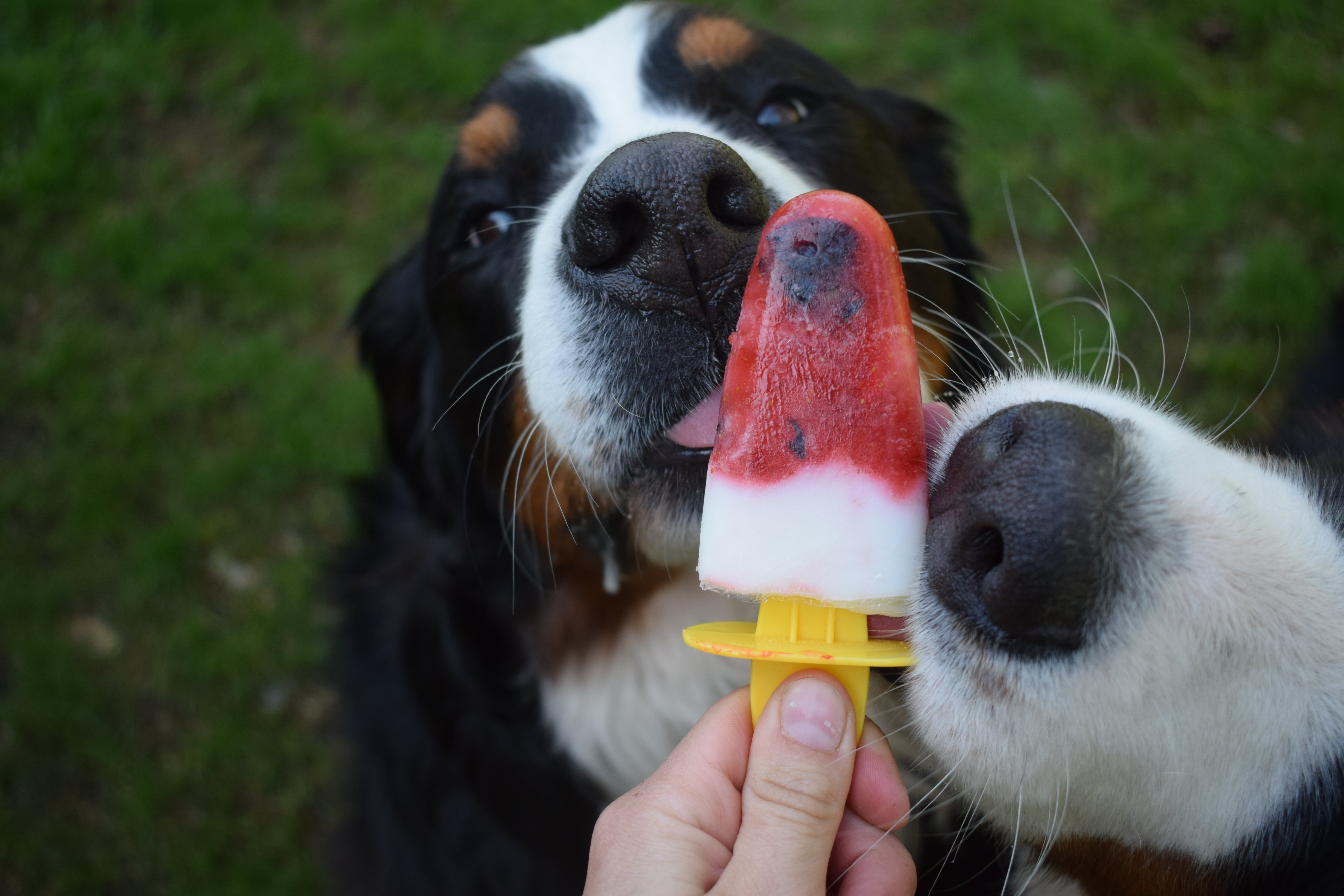 Hond-ijsje-berner-sennen-@doublefluftrouble