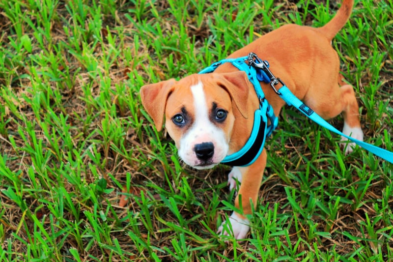 Hond-puppy-draagt-blauw-harnas-en-lijn-om-buiten-te-wandelen-in-het-gras