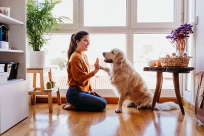 Jeux pour golden retriever