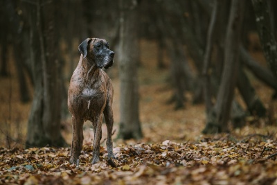 Hond_grote hond in het bos