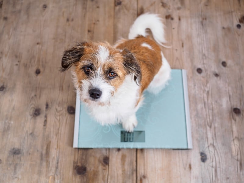 Hond_hondje op weegschaal gewicht obesitas