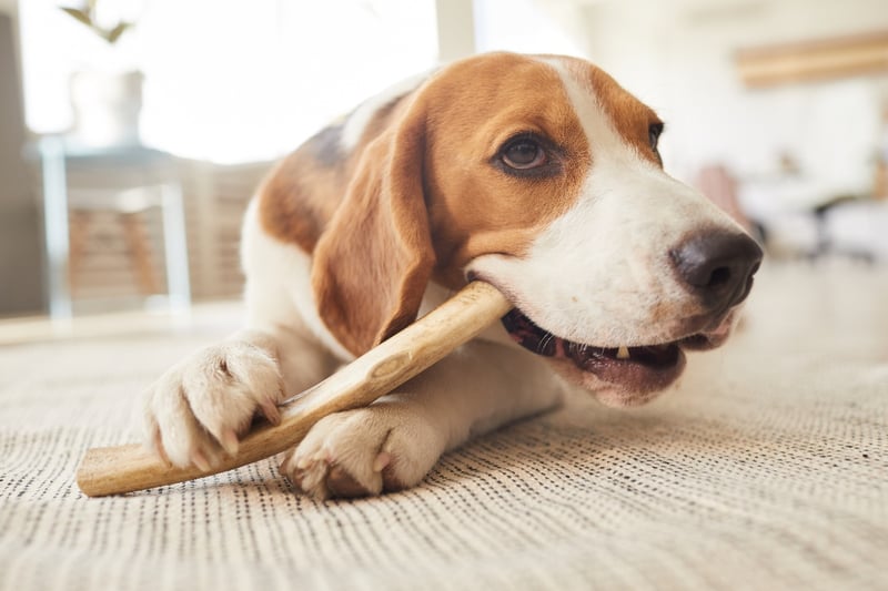 snack masticatoire naturel pour chien