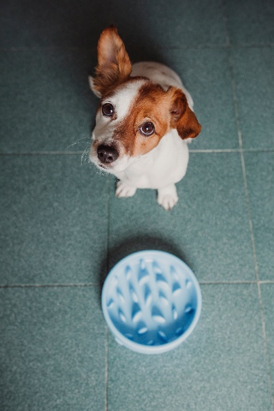solution anti vomissements chez le chien : la gamelle anti-glouton