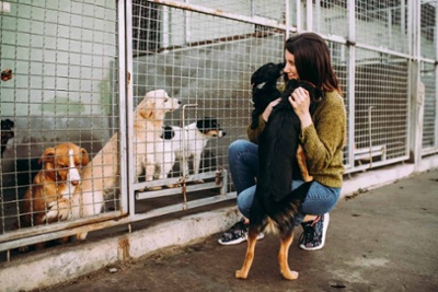 een hond adopteren een hond adopteren