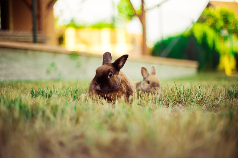 Deux-lapins-dans-l'herbe-dehors-jardin
