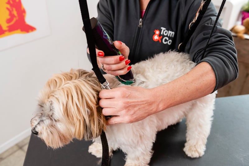 Tom&Co scheert de vacht van een hond met een tondeuse in het beautysalon