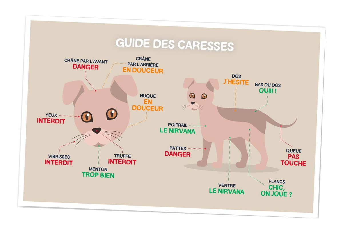 Caresses chien