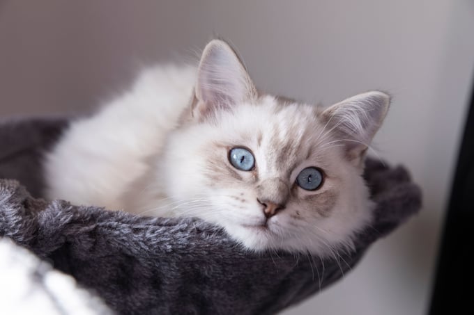 Chat-chat-de-race-ragdoll