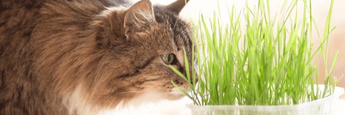 Herbe à chat : effets et besoins pour le chat