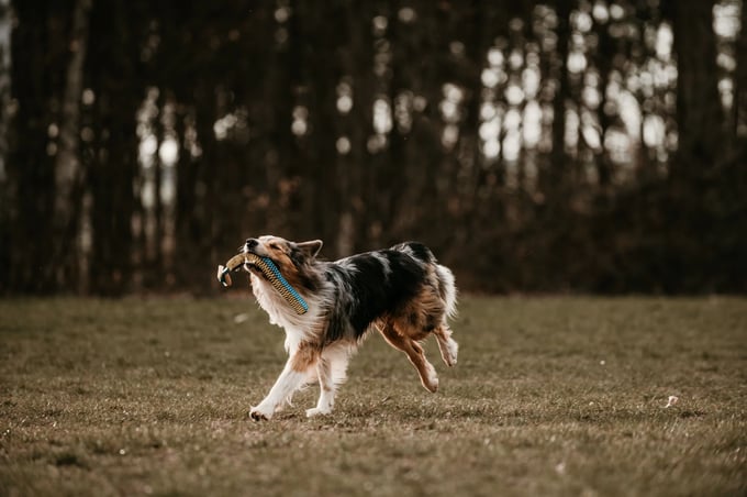 Chien qui joue à l'extérieur
