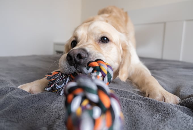 Un golden retriever joue au tir à la corde sur un lit