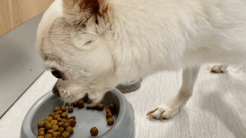 Chien-nourriture-nutri-expert-dans-bol-de-nourriture-bol-dalimentation-@charlottelempereur