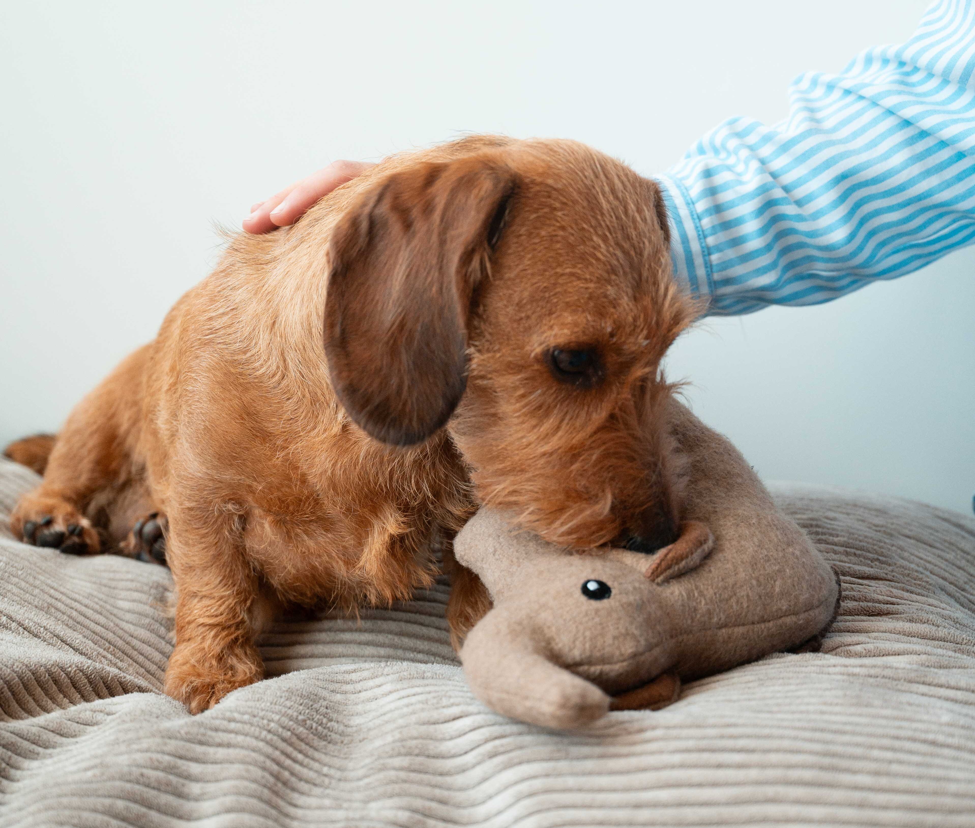 Good Dog Recycled Toys