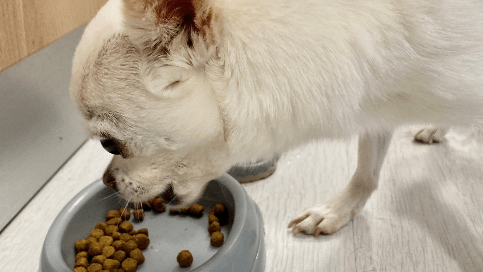 Hond-brokken-nutri-expert-in-eetbak-voerkom@charlottelempereur