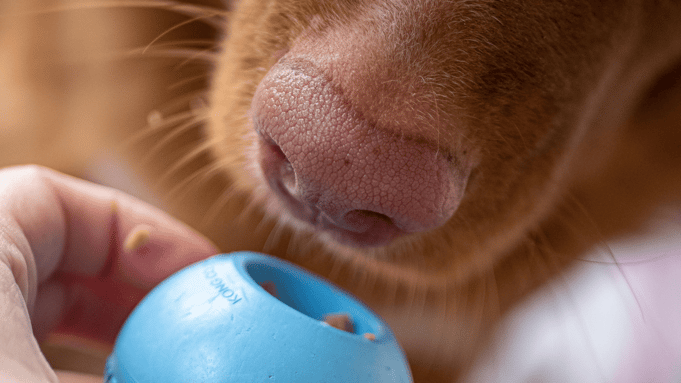 Hond-eet-natvoer-uit-blauwe-kong-@Kr0pawz
