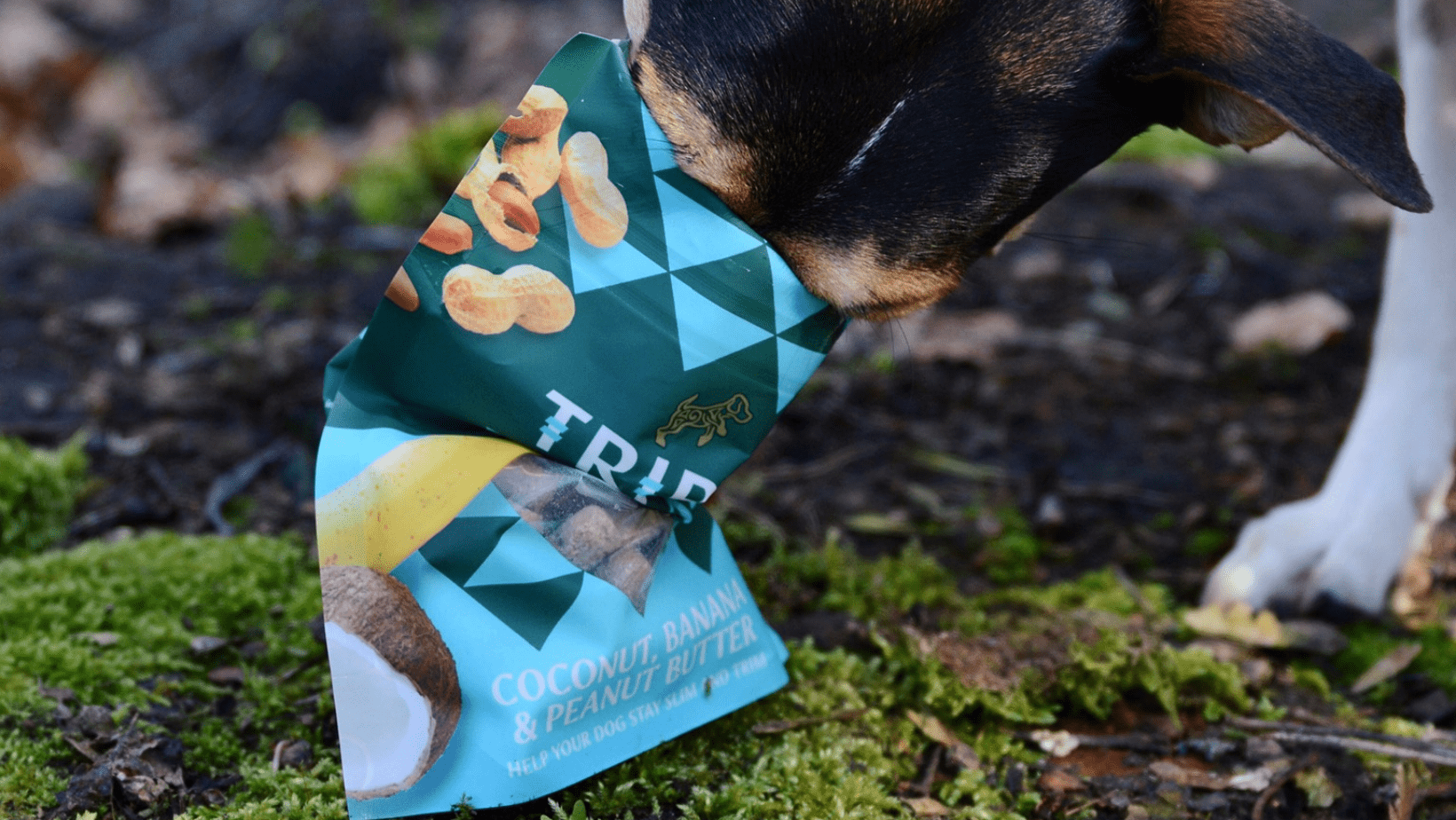 Hond-eet-tribal-snacks-buiten-in-het-bos-@Mirza