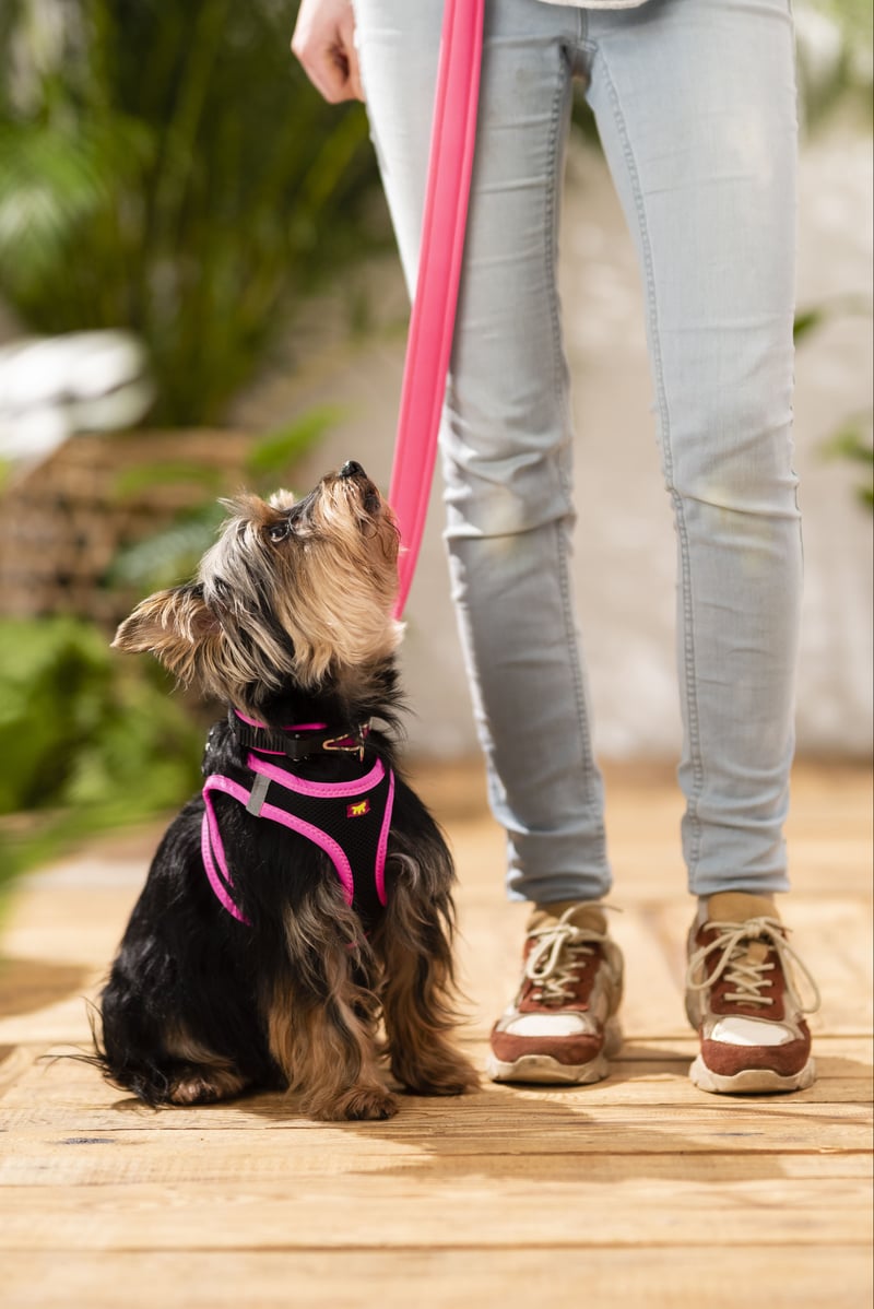 Hond-harnas-leiband-halsband-roze-yorkshire-kleine-hond-kijkt-naar-baasje