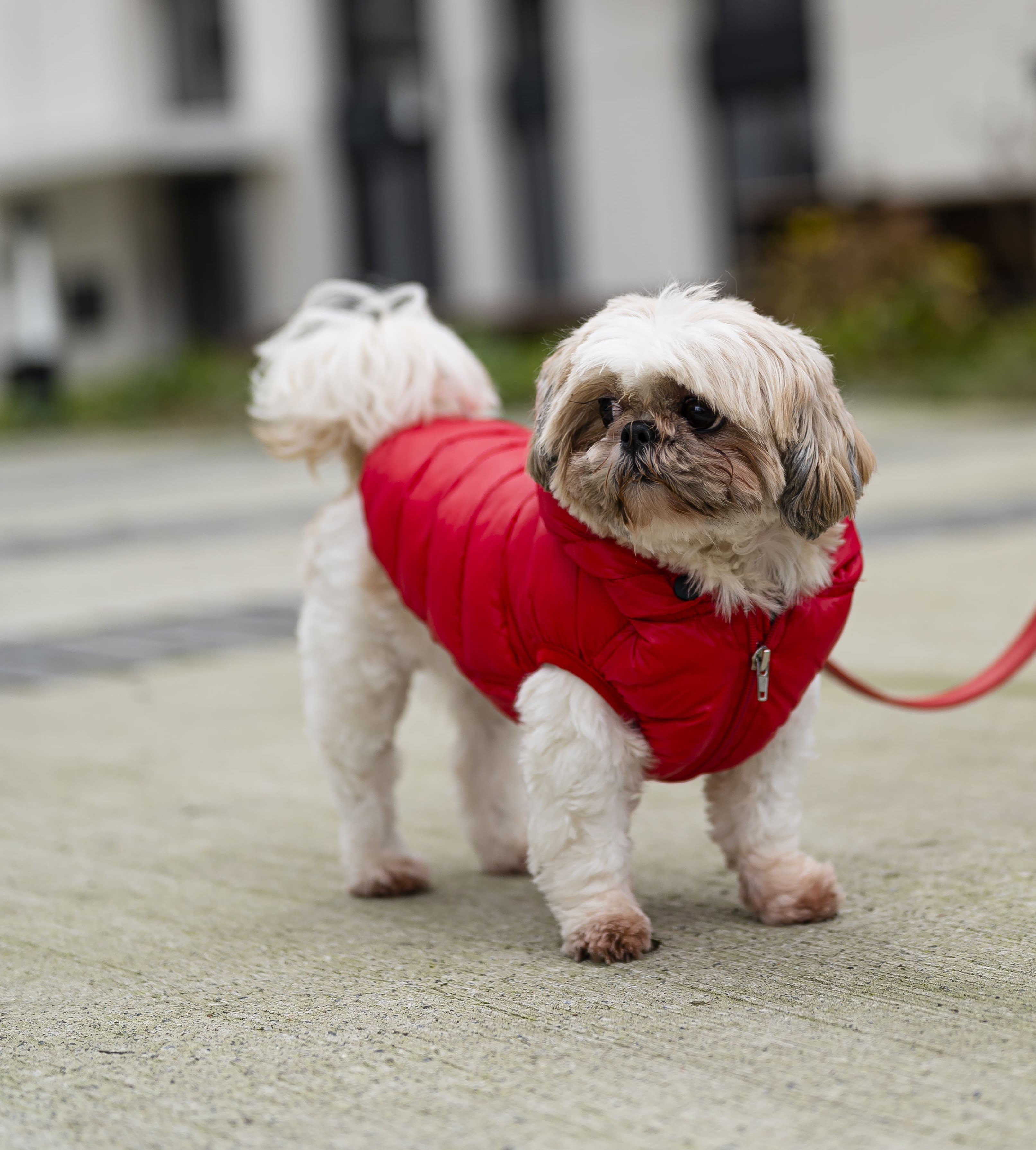 Hond-jas-rood-chien-manteau-rouge-Bo