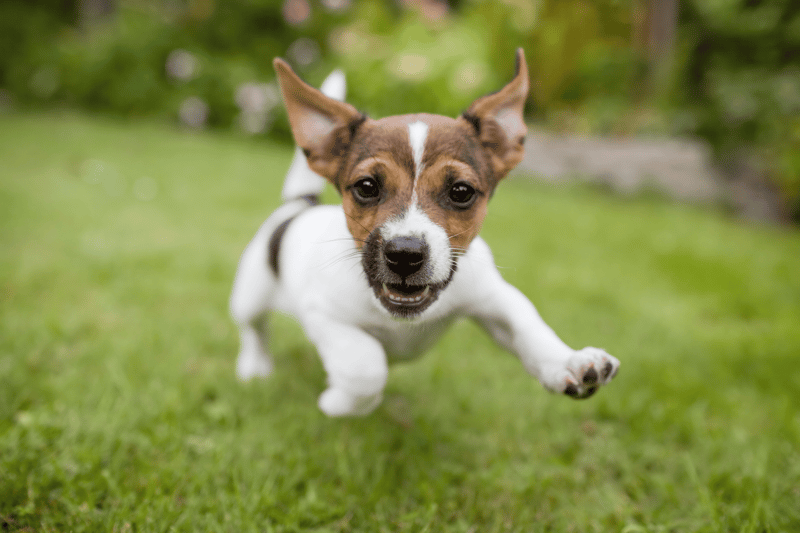 Hond-puppy-buiten-in-het-gras-jack-russell