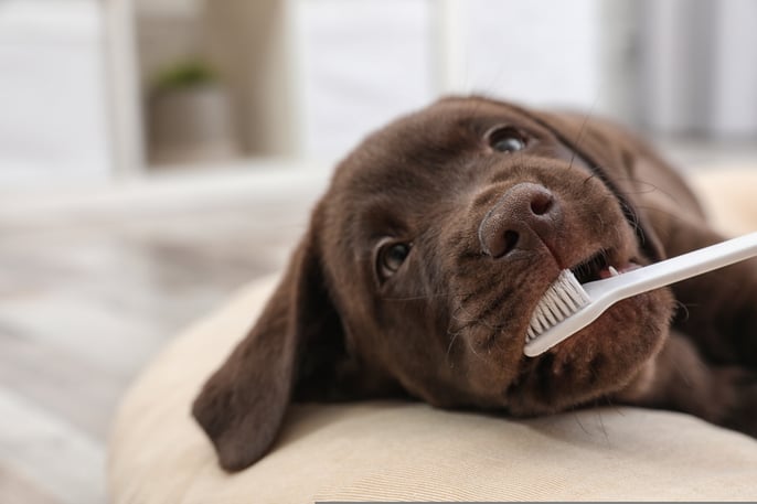 chien et brosse à dents