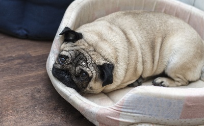 Hond_dikke mopshond ligt in zijn hondenmand_klein