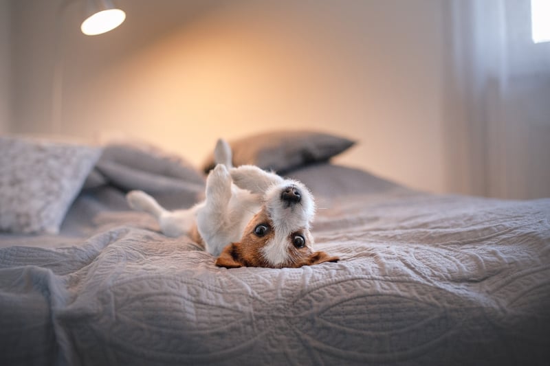 Hond_ligt op zijn rug in bed_banner