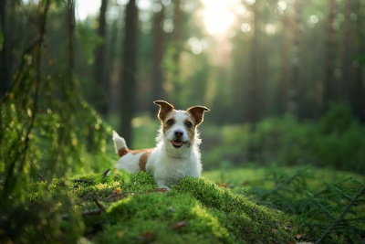 petit chien au forêt