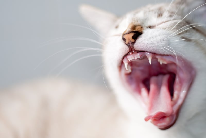 Kat-chat-dents-tanden-wit-blanc