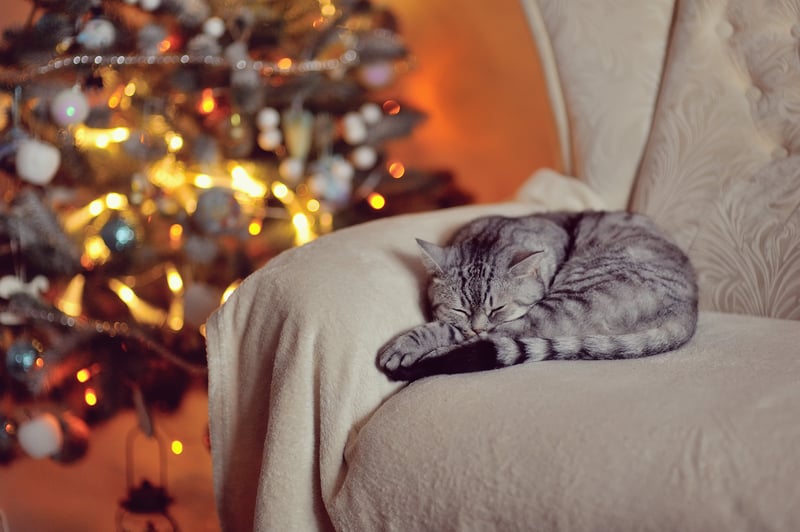 Kat-kerst-slaapt-op-zetel