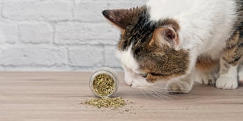 Kat-ruikt-aan-kattenkruid-catnip-in-potje