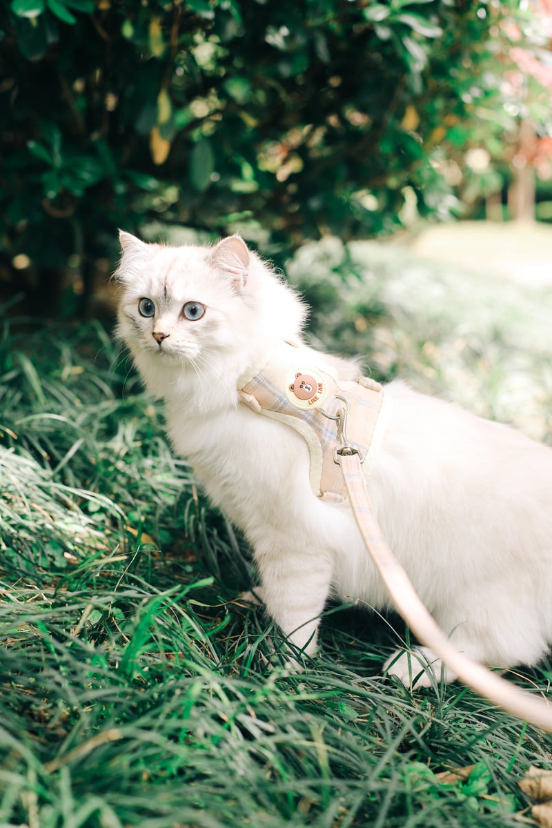 promenade au parc avec son chat en harnais