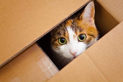 Chat-dans-une-boîte-petit Chat-dans-une-boîte-petit