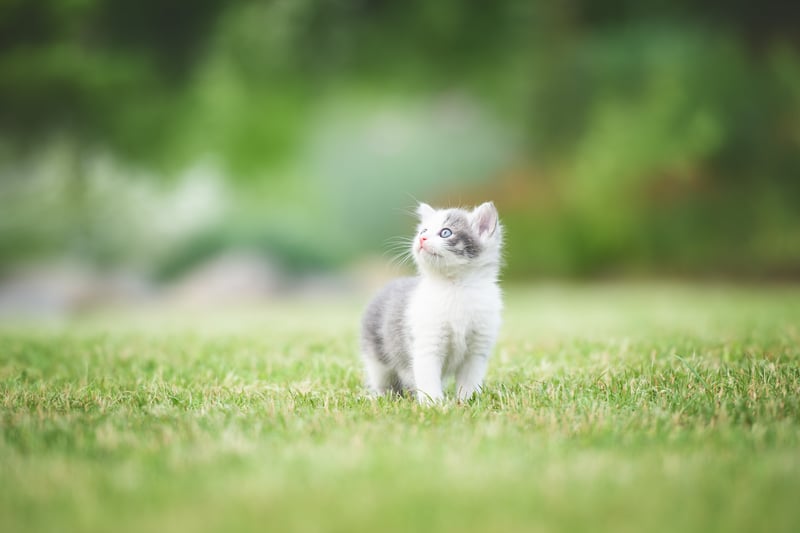 Kitten-in-de-tuin