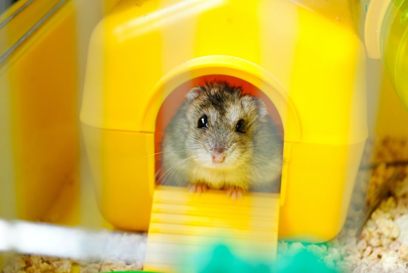un hamster dans sa cage