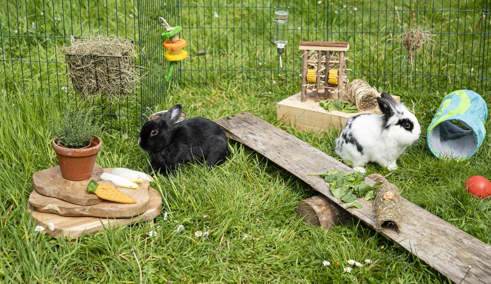 Konijn-buitenspeeltuin-voor-twee-konijntjes-DIY