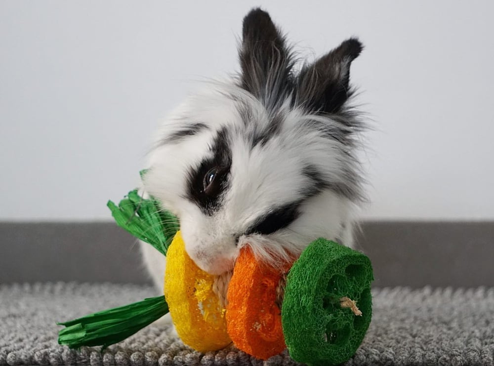 Un lapin ronge un jouet