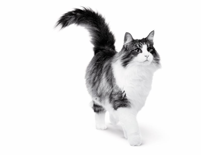 vitamine leerling amplitude Heeft je kat overgewicht? Kies voor Royal Canin kattenvoer.