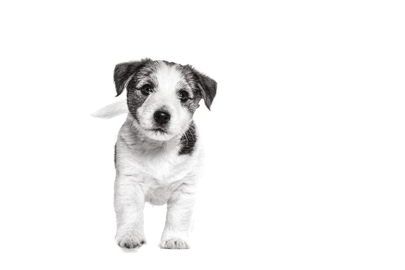 Leverancier-RC-jack-russel-puppy-witte-achtergrond