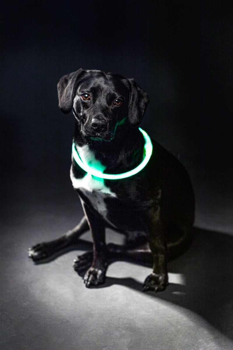 Collier lumineux pour chien Trixie